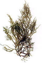 Limu