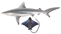 shark and ray