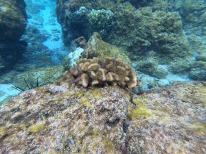 coral spawning