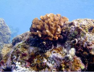 Kona coral