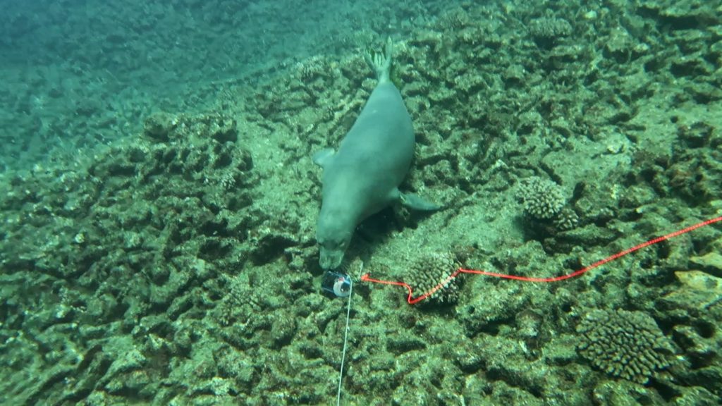 A monk seal underwater investigates a camera attached to a red line, surrounded by coral and rocky seabed.