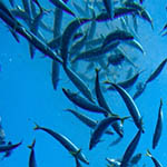 A school of fish swims underwater in clear blue ocean water, moving in various directions.