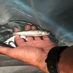 A person holding a small fish gently in their hand over a reflective, watery surface. The person is wearing a black wristwatch.
