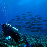 Molokini diver