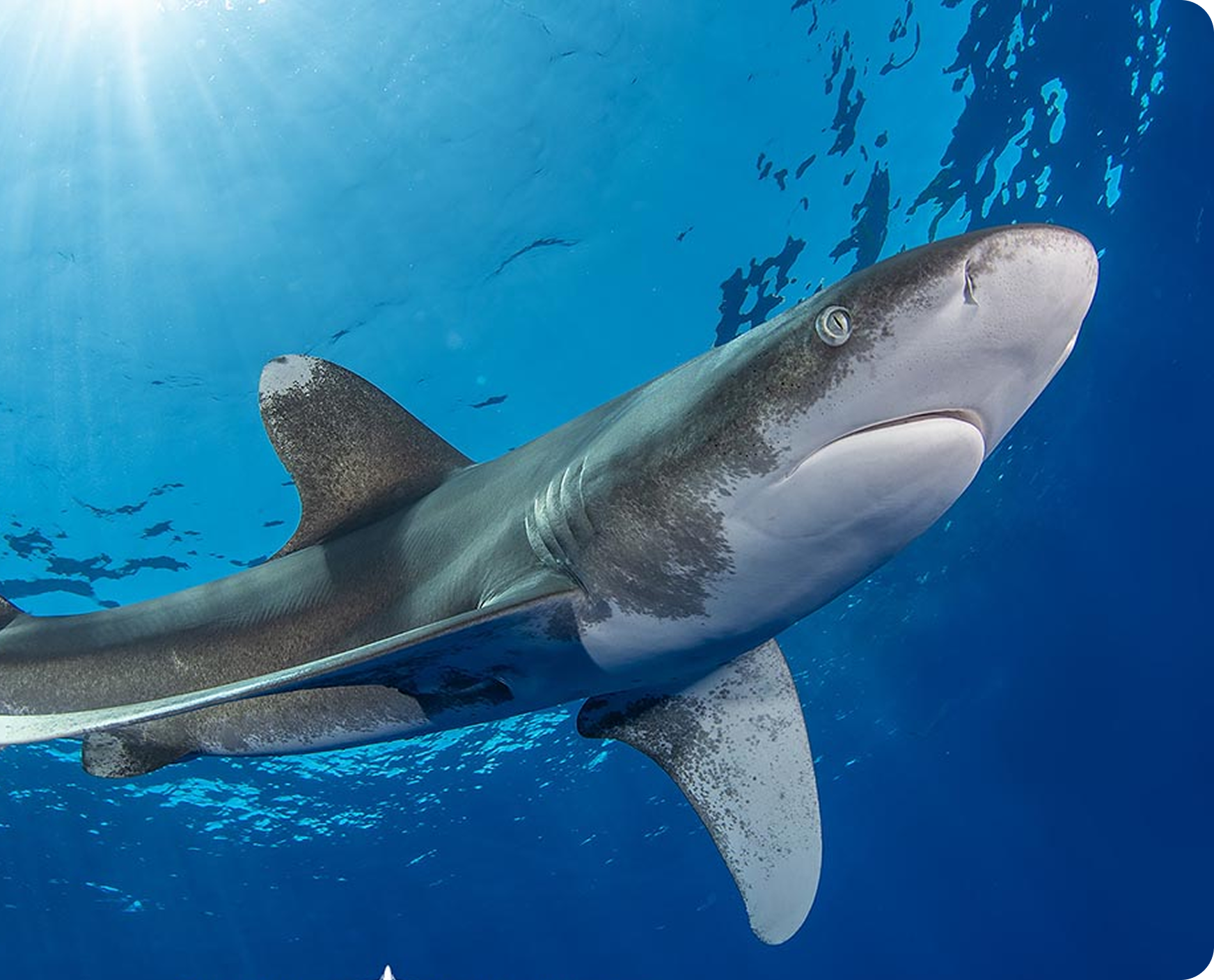 ocean-whitetip-shark