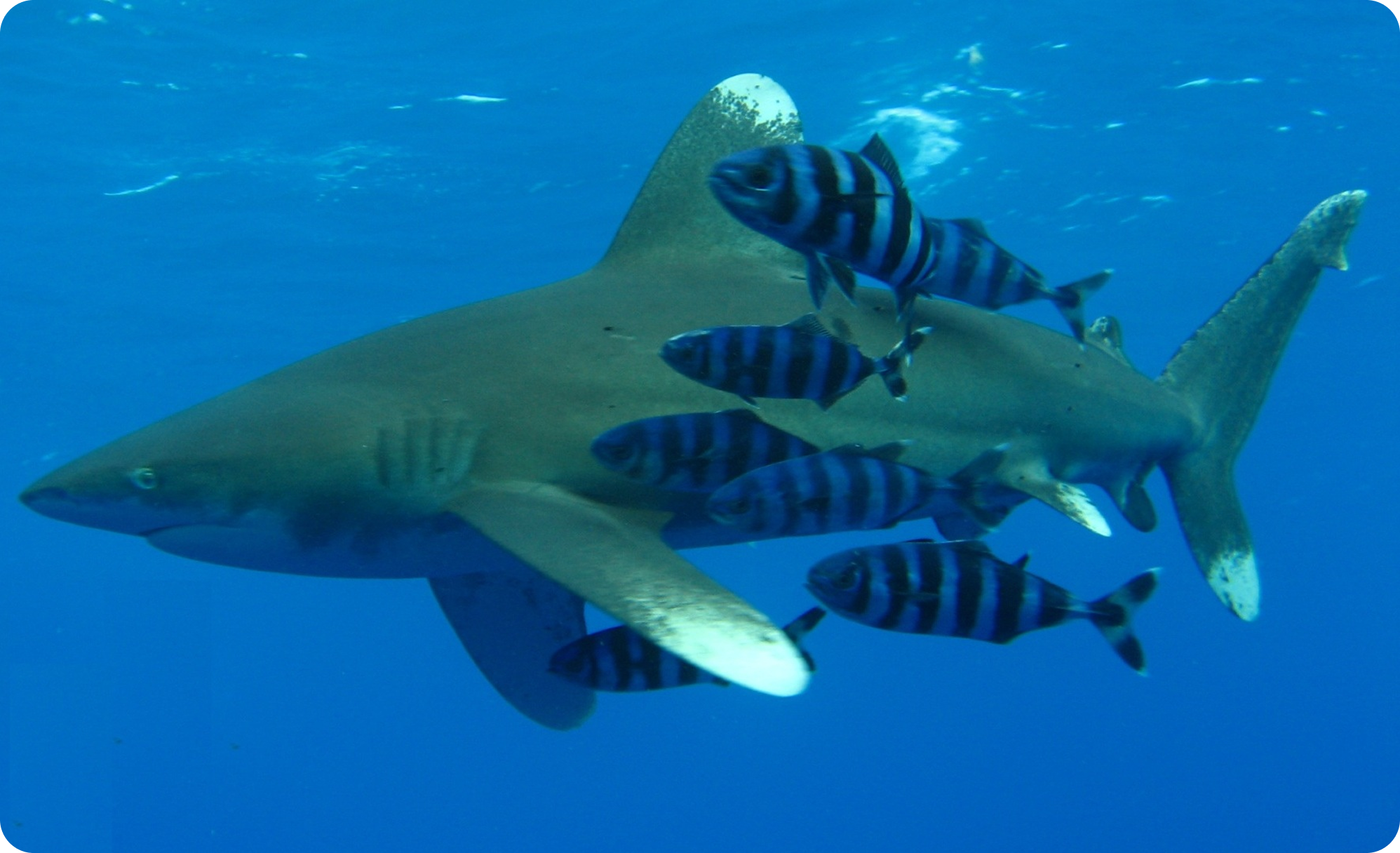 ocean-whitetip-shark