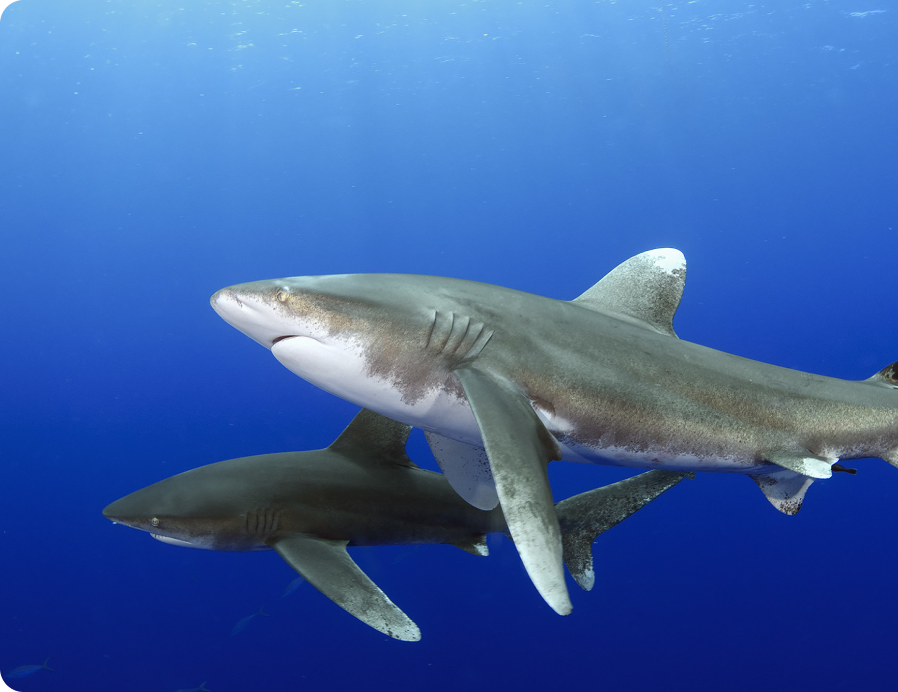ocean-whitetip-shark