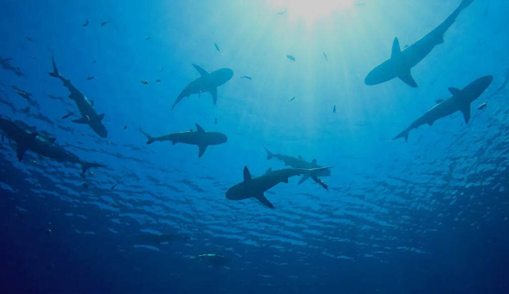 Sharks