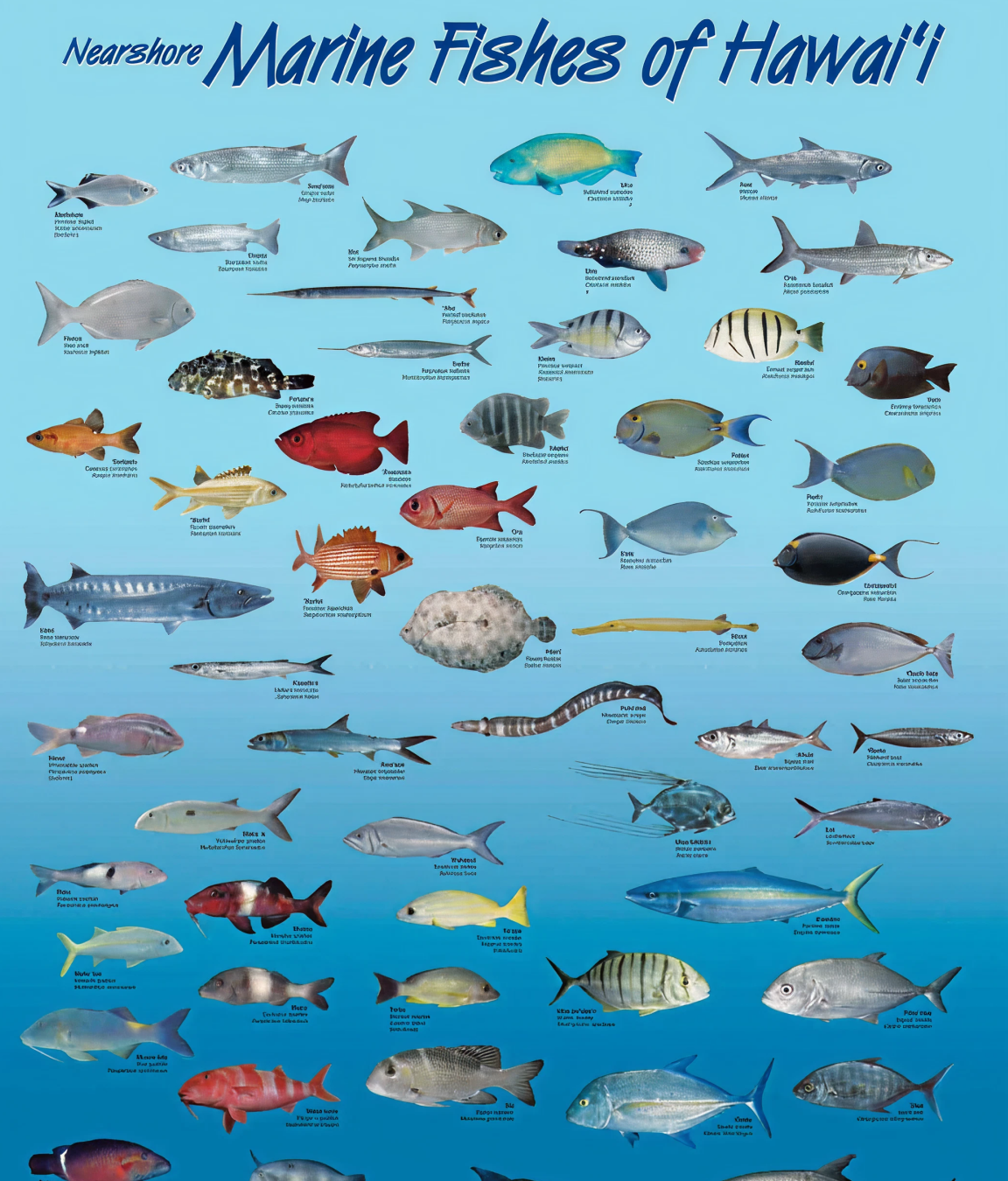 marine fishes