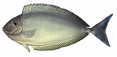 Kala ‘ōpelu​