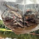 Bag of baby trout