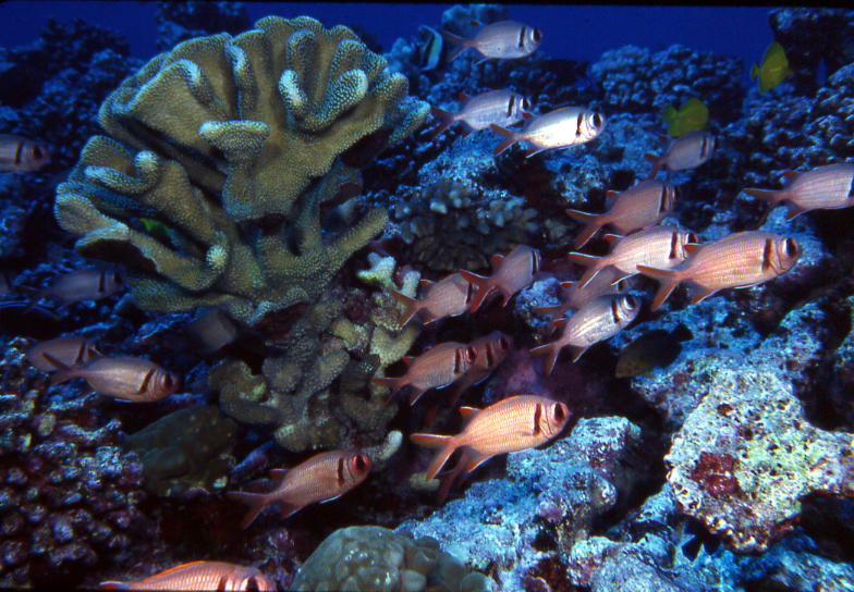 Molokini.4