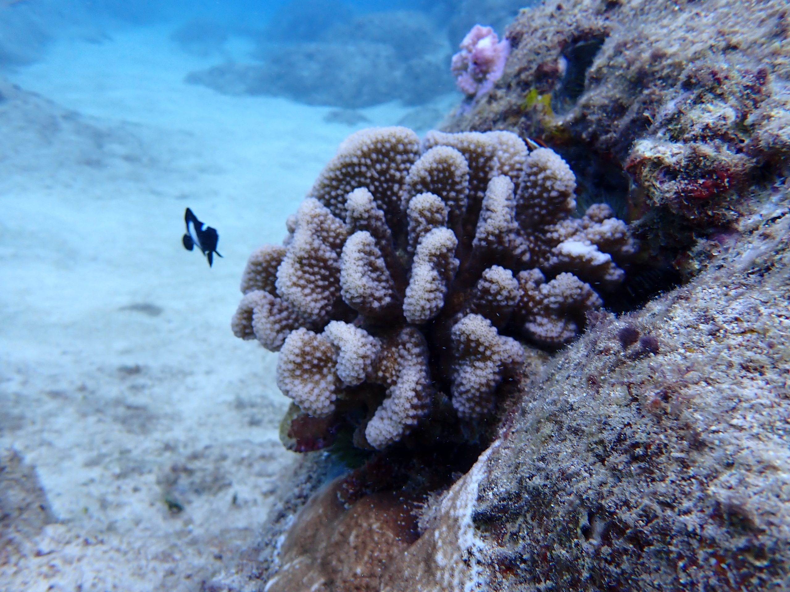 Coral