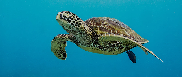 Honu