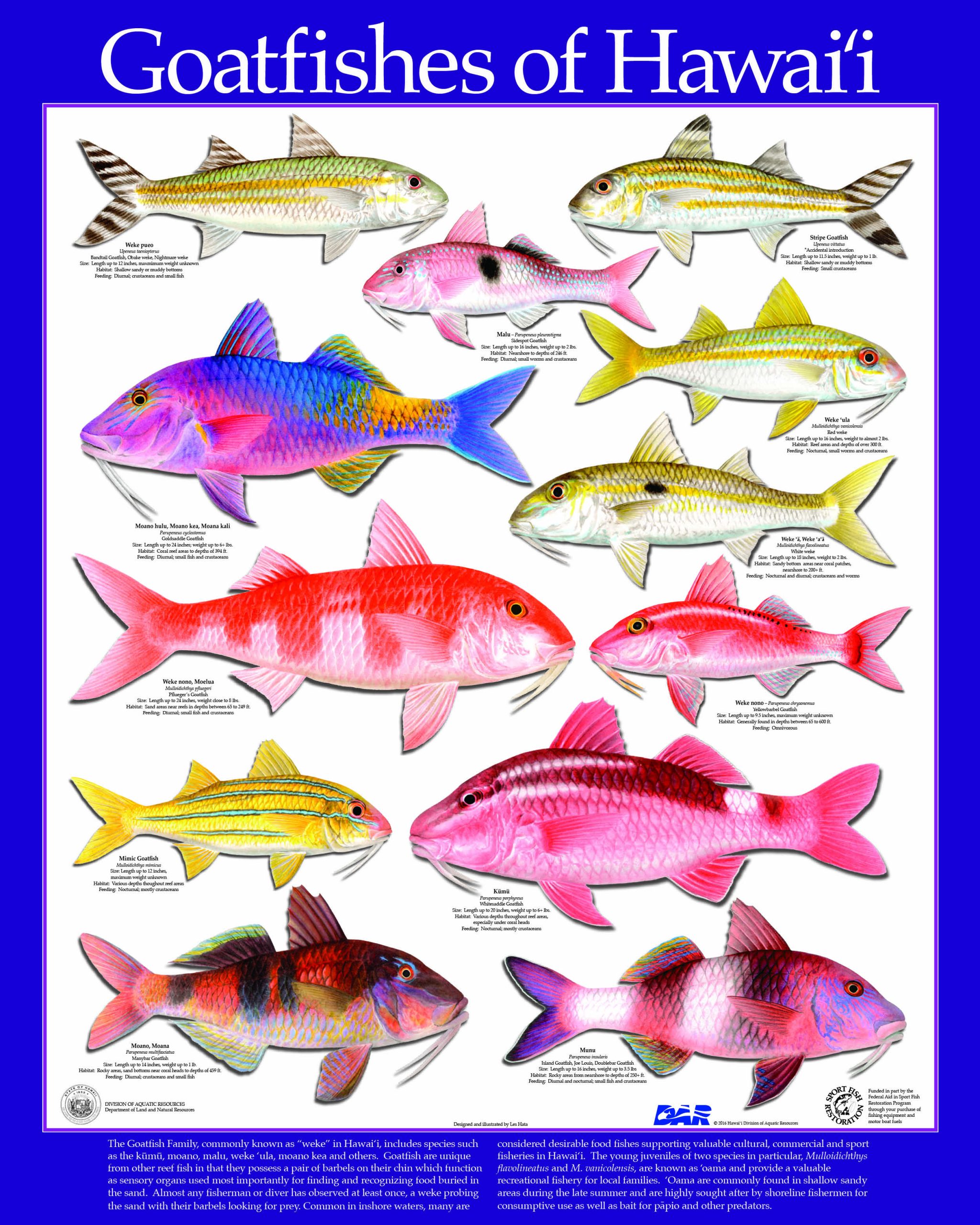 51910-Goatfish-Poster-LOWRES-scaled