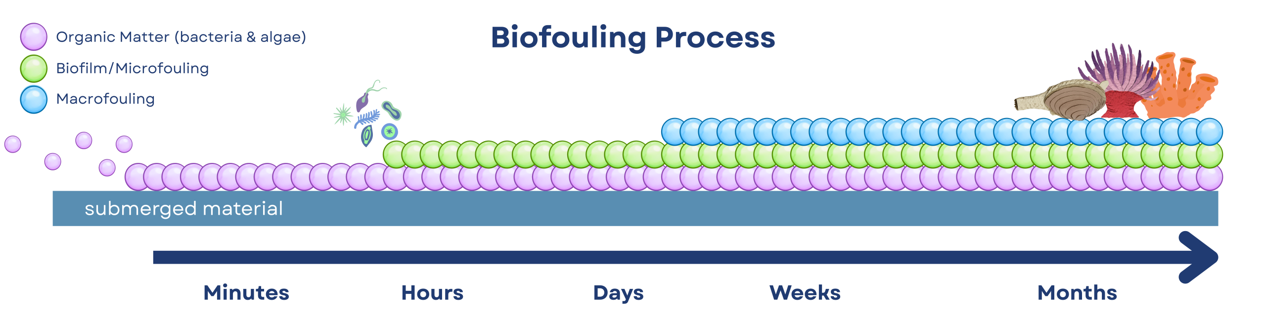 BWBF-Biofouling-Info