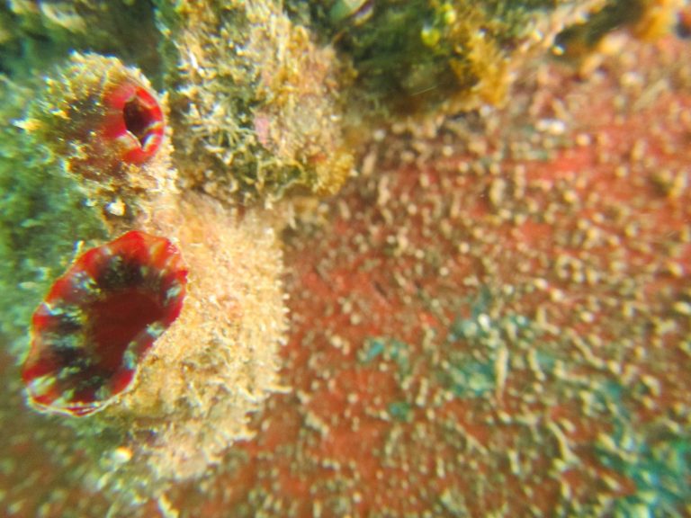 Candy Cane Colored Organism on Ship Hull Biofouling