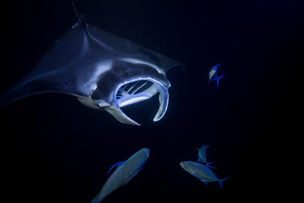 Manta Rays