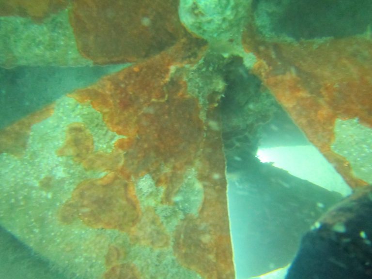 Propeller Biofouling