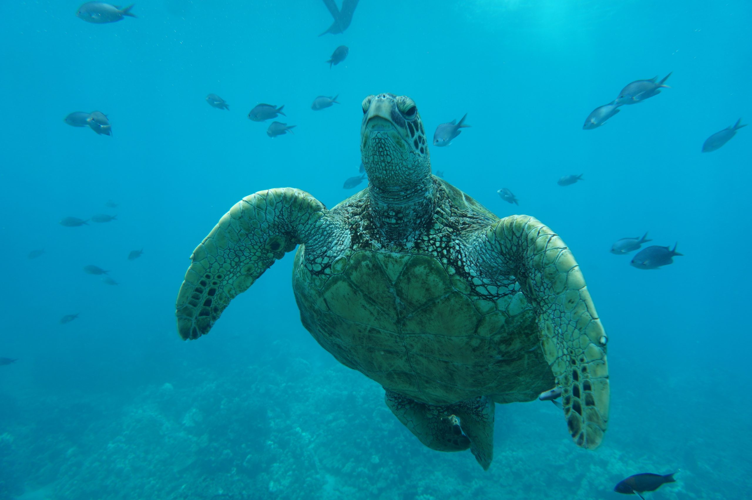 Hawaiian Green Sea Turtle Swim Gracefully in Hawaii