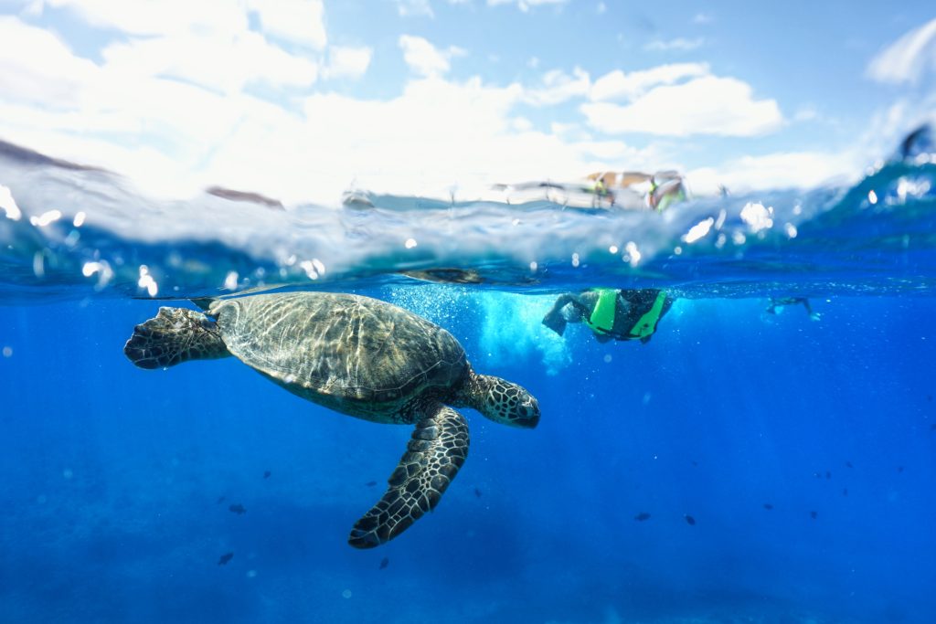 Sea Turtle
