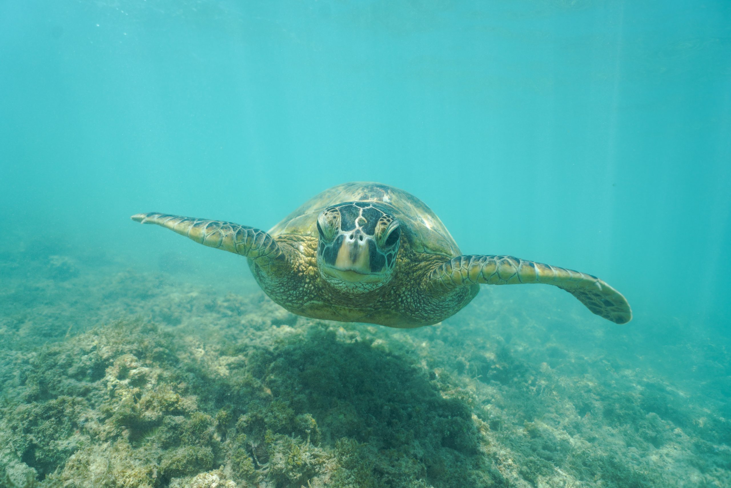 Swimming with Wild Hawaiian Green Sea Turtles off the shore of Waikiki, in Hawaii