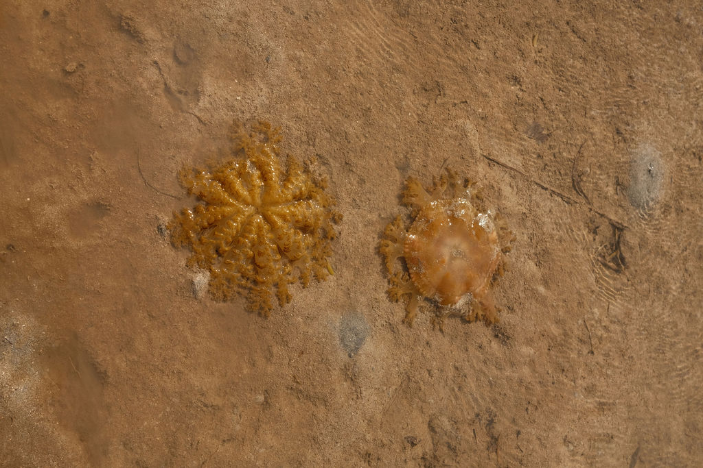 Upside Down Jellyfish 19
