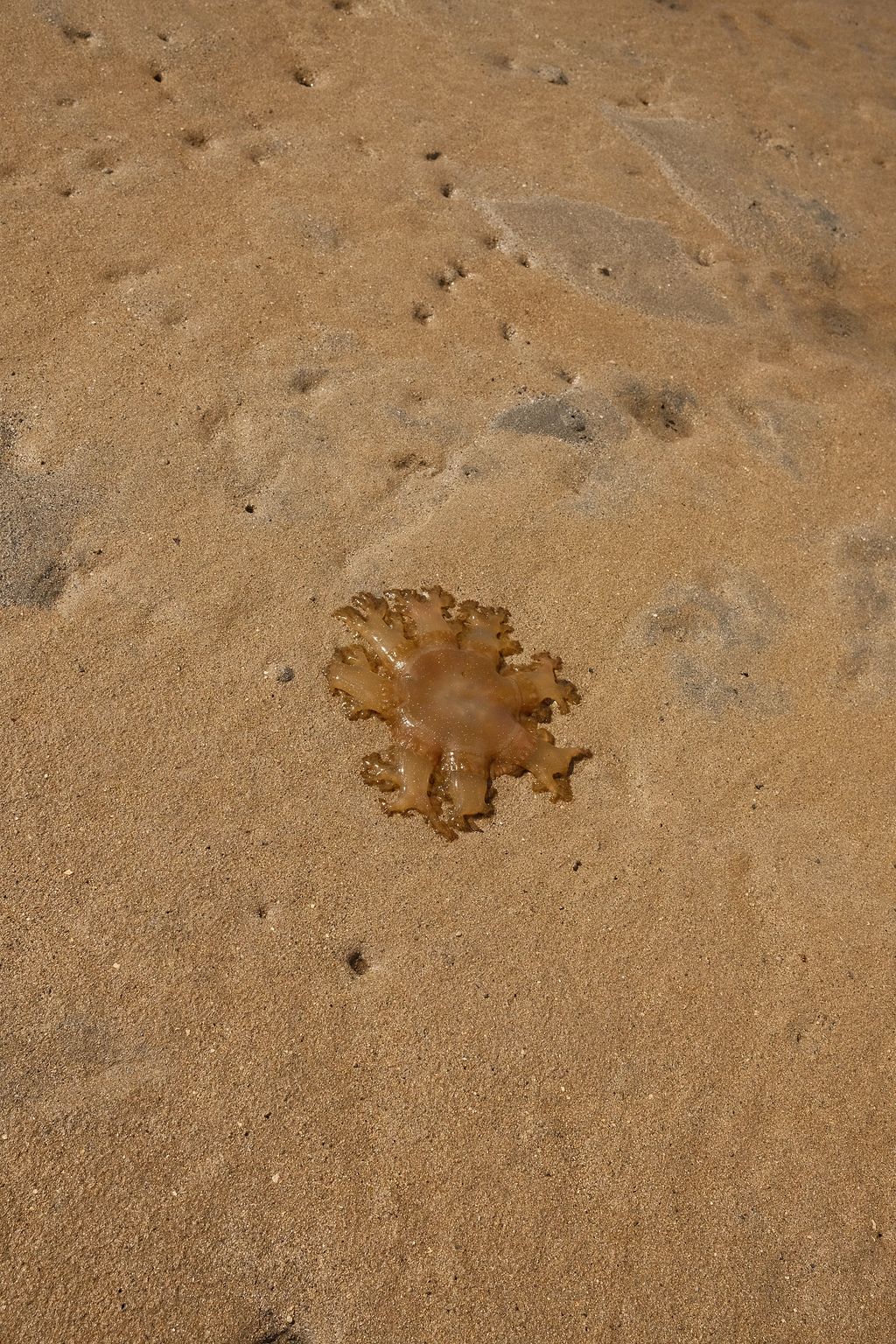 Upside Down Jellyfish 27