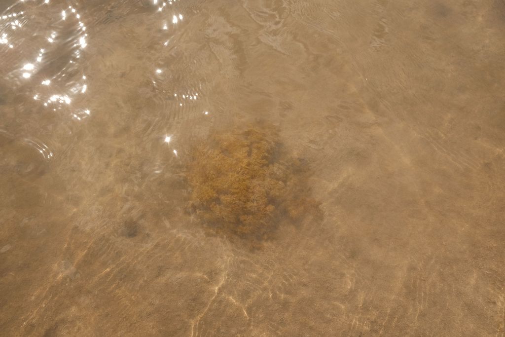Upside Down Jellyfish 4