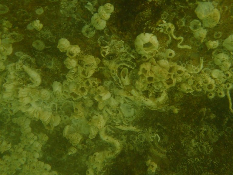 A variety of fouling organisms attached to the hull