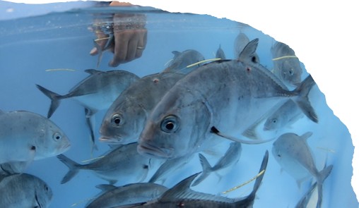 aquaculture papio