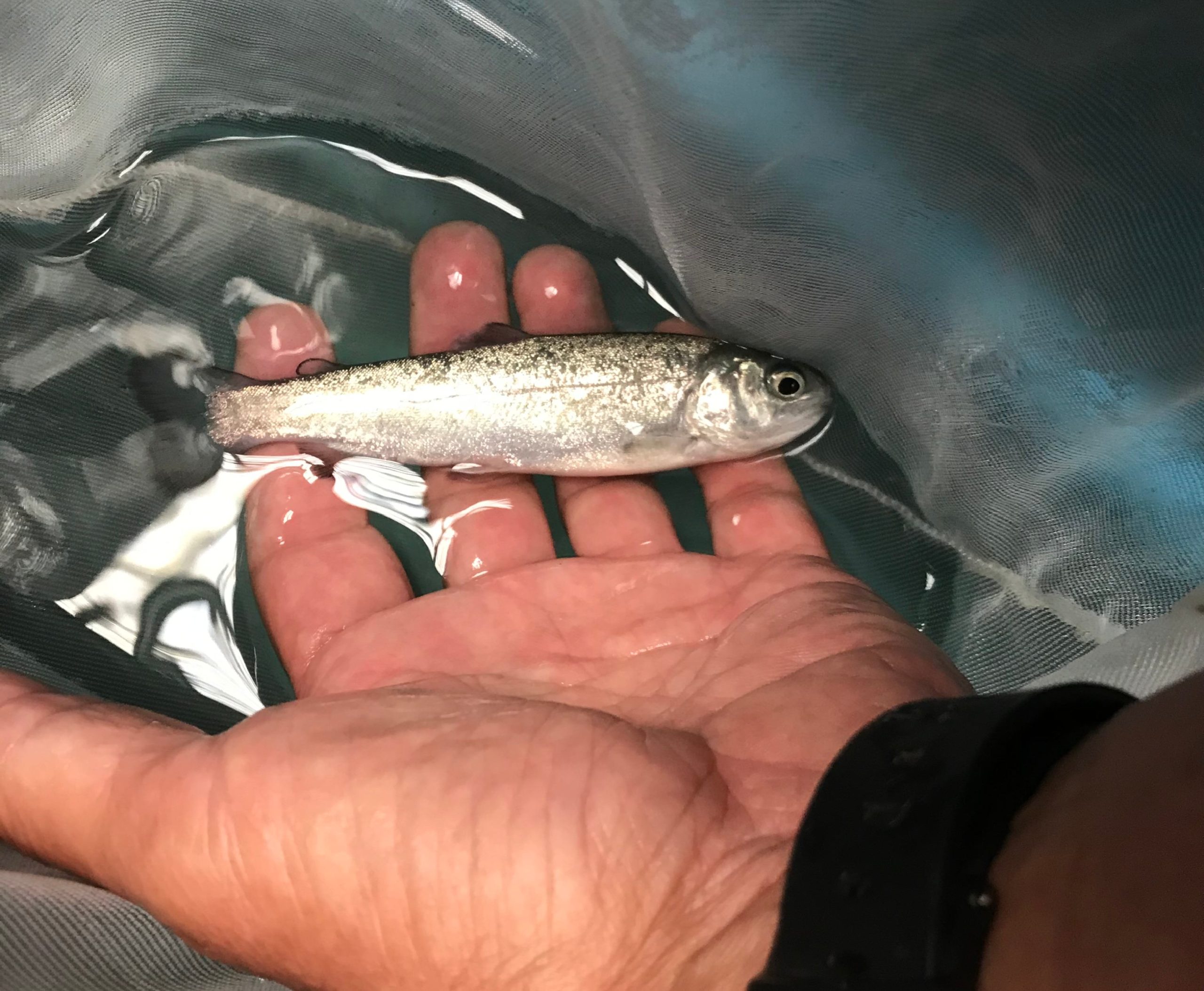 resized trout fingerling shipping size