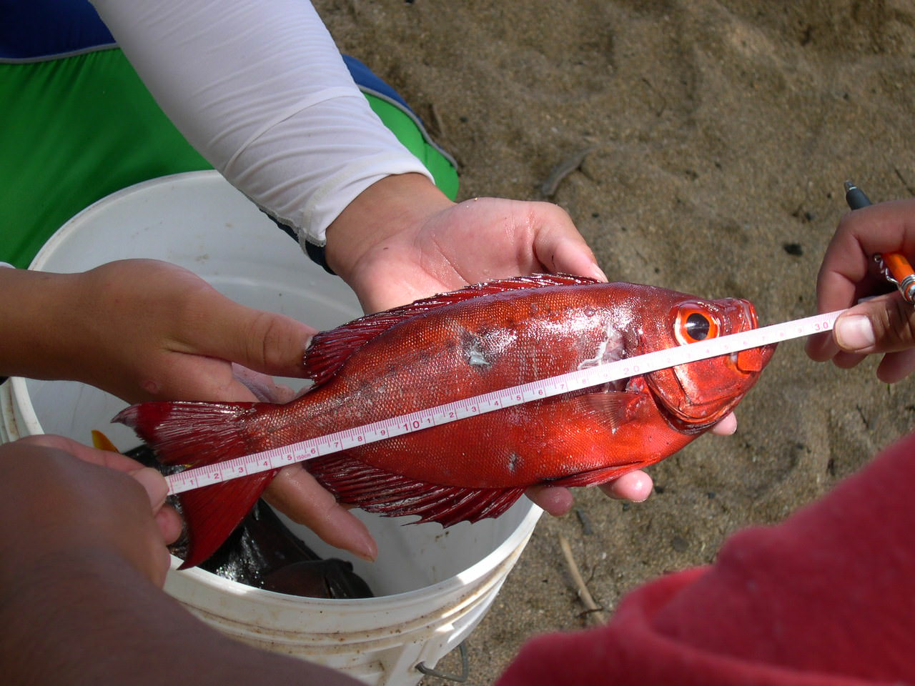 Fish Measure 1