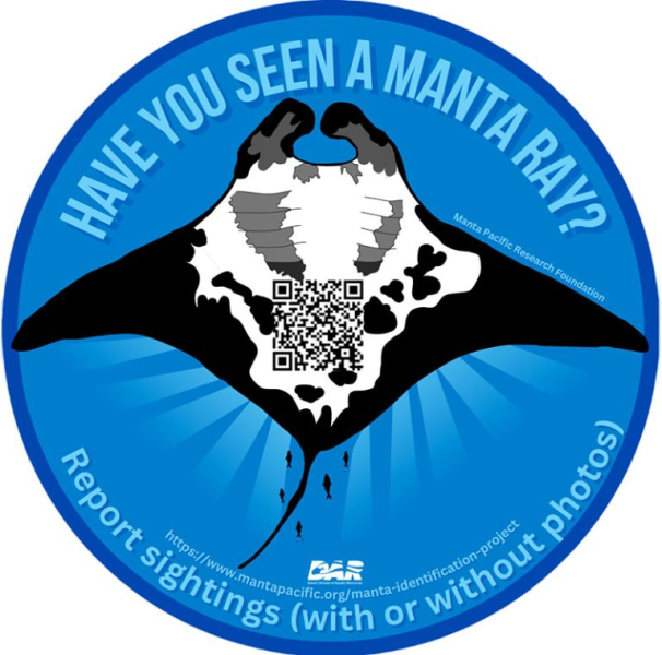 Have you seen a manta ray