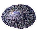 ‘Opihi​