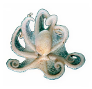 He‘e (octopus/tako)​