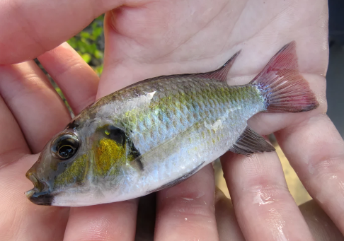 Blackchin Talapia
