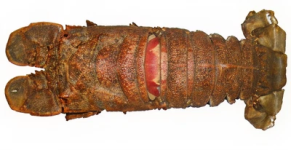 Ula Pāpapa (Slipper Lobster)​