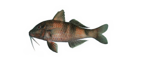 Moano​