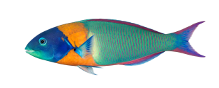 3465ef9c7575524cc0a781cfd584f18dcf22a4ce
