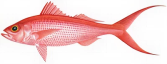 ‘Ula‘ula koa‘e (Onaga)​