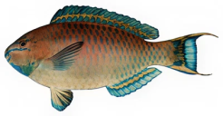 Uhu (Parrotfish)​