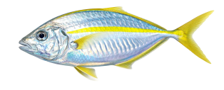 61dd5a066bb0e222329f4e95d6f20e0a6f353cef