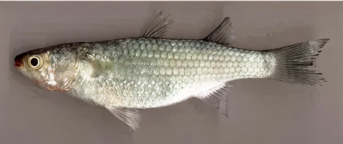kanda mullet