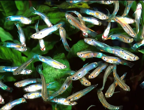 Guppies