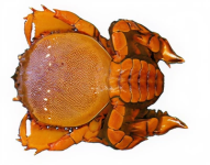 Pāpa‘i Kualoa (Kona Crab)​