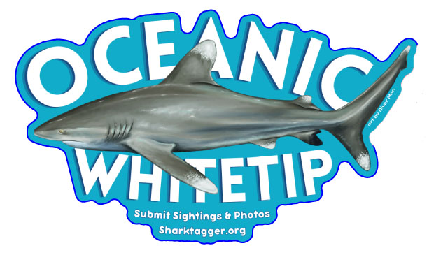 ocean whitetip