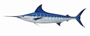 Blue Marlin