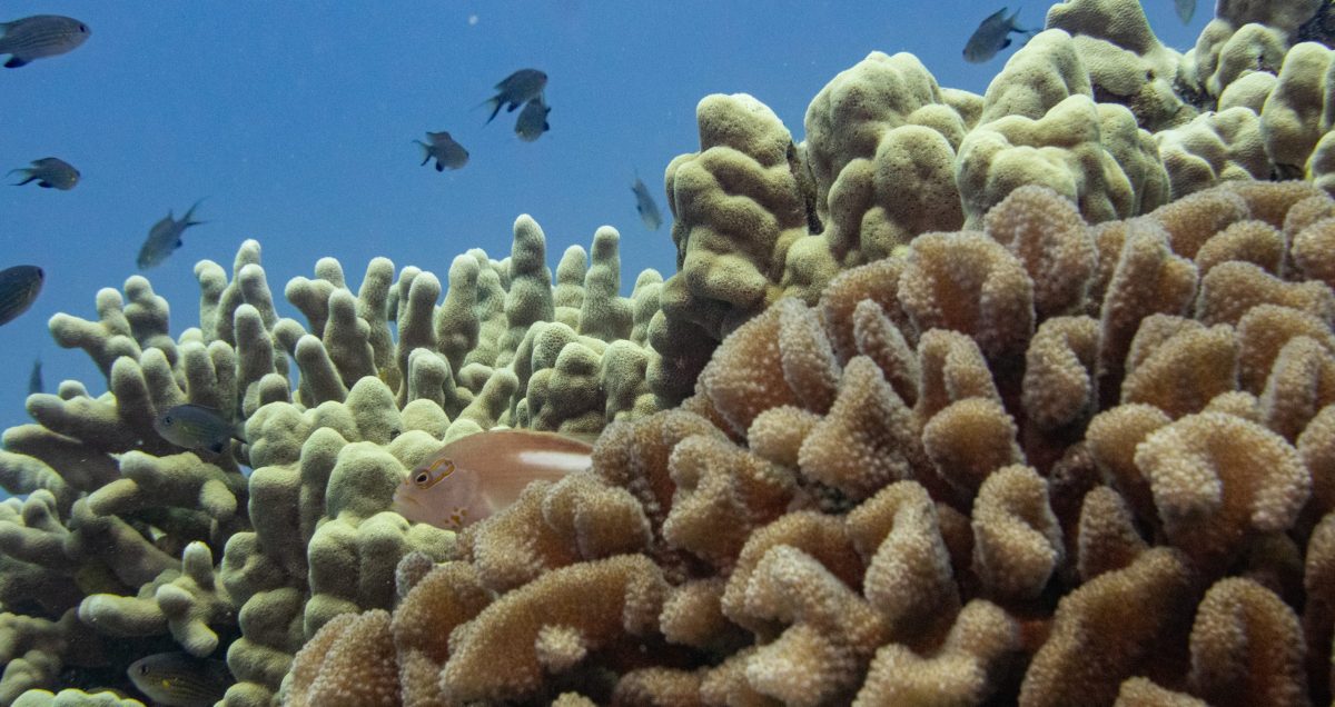 Brain-like Coral with Fish_BertWeeks