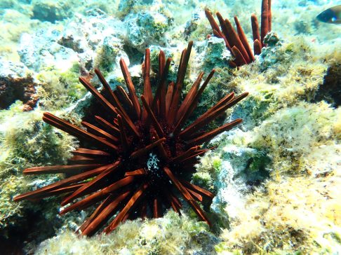 Chondria Reef Midway Urchin Closeup 05.03.2024 Kobayashi
